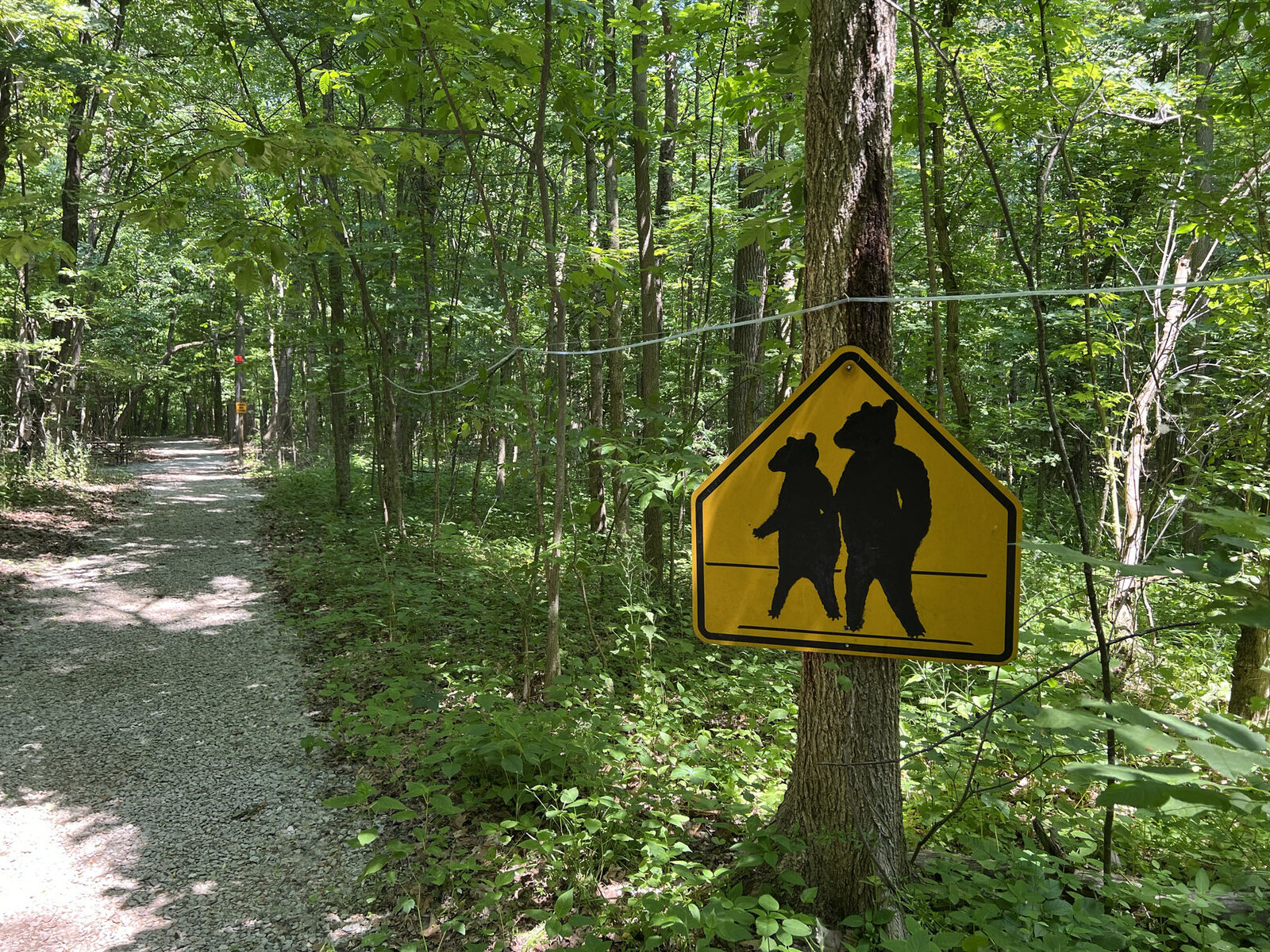 A trail through the woods