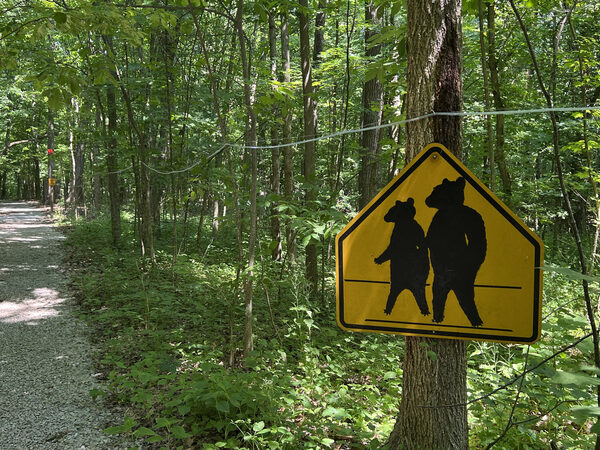 Trail in the woods